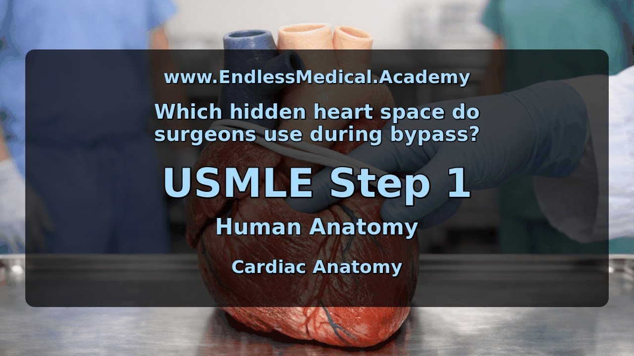 Cardiac Anatomy, Human Anatomy, USMLE Step 1 - Full Vignette with Extended Explanations