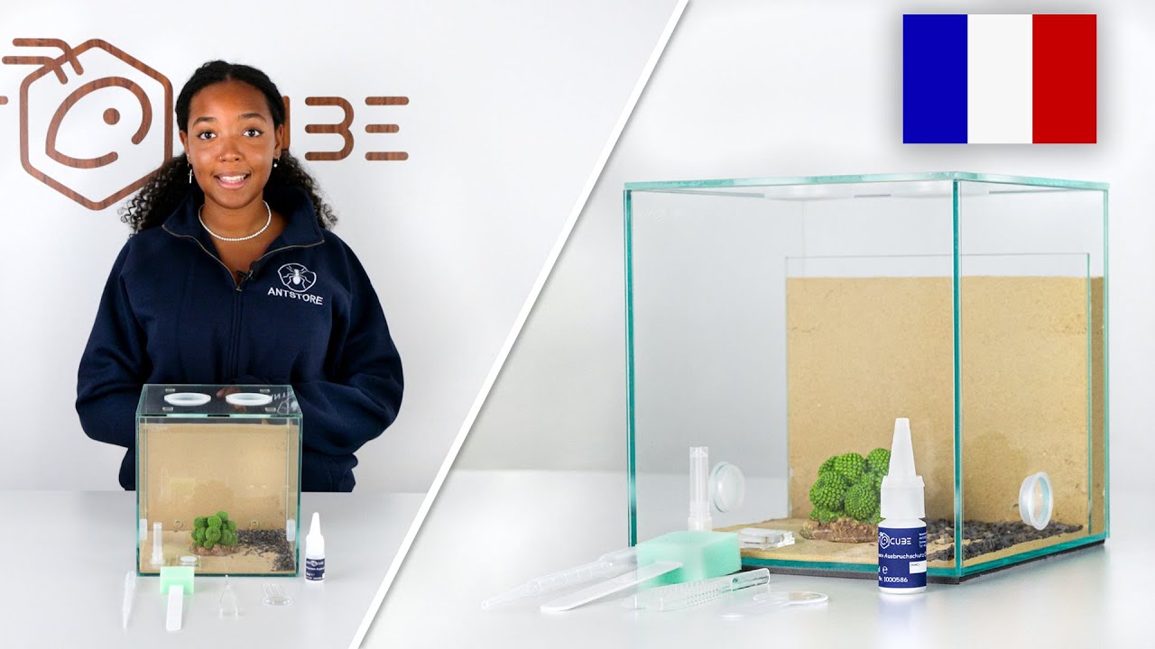 ANTCUBE Starter Kit Combi pour les fourmis