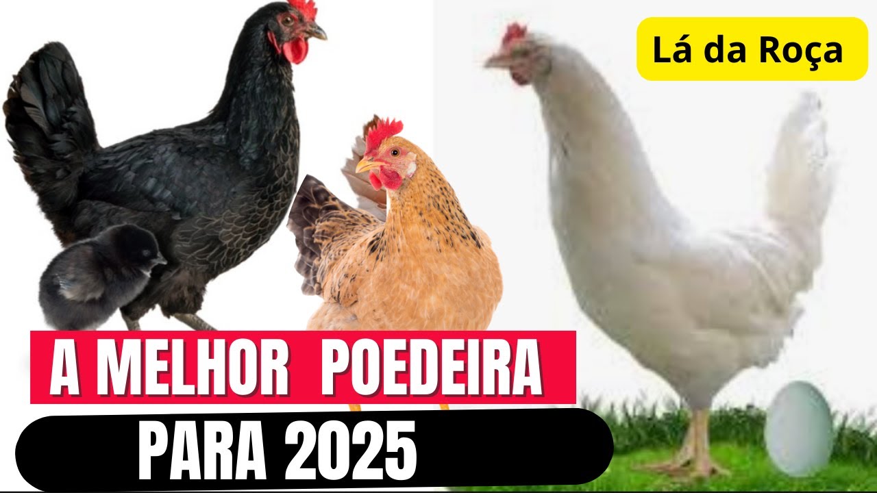 Qual a melhor galinha poedeira para começar um criatório em 2025?