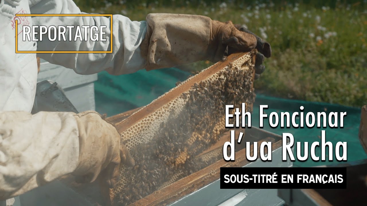 Eth foncionar d’ua rucha / Le fonctionnement d'une rûche - Reportatges