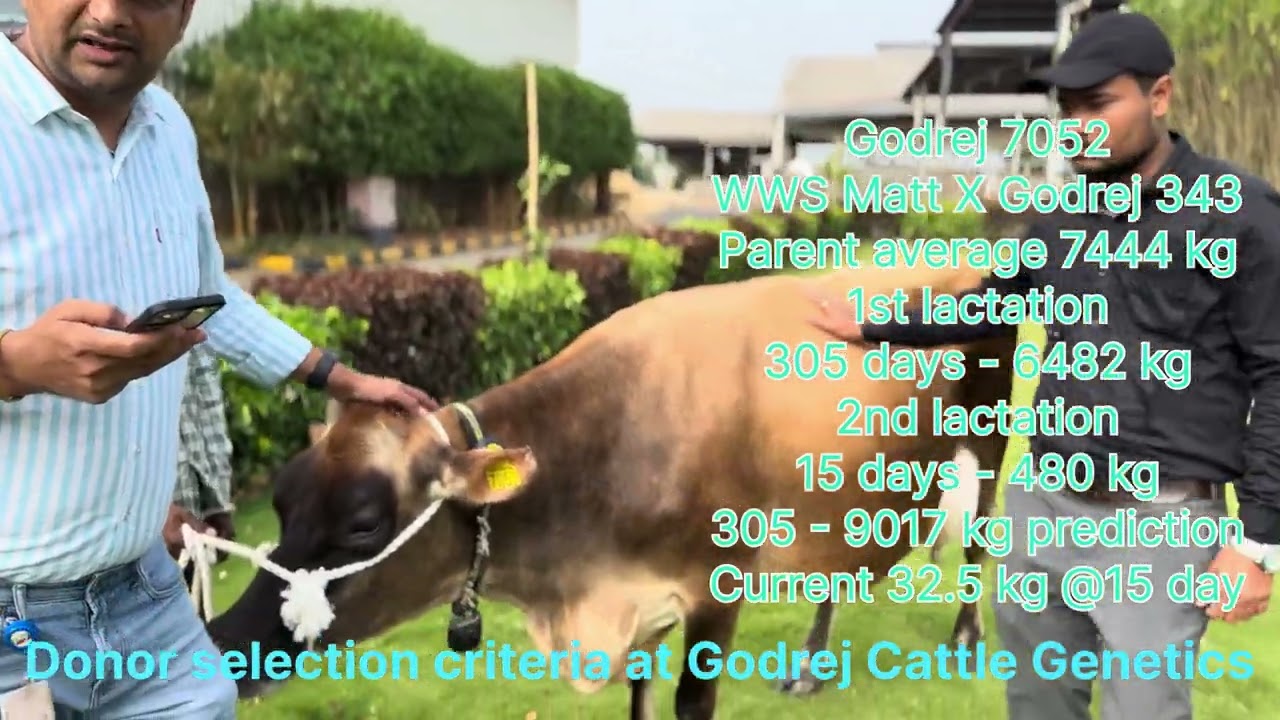 Donor selection criteria at Godrej Cattle Genetics!