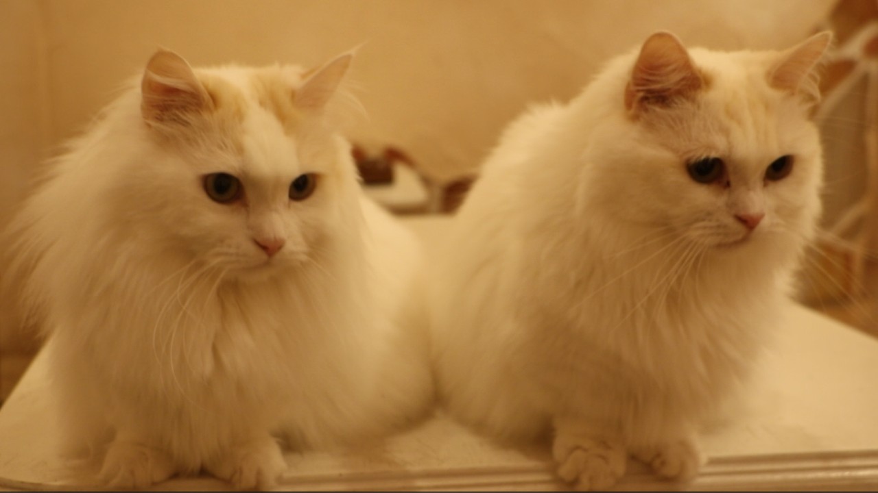 【Cat Cafe】さみしがり屋の兄と、甘えん坊の弟。お城で流れる、ふたりだけの優しい時間。【てまりのおしろ】