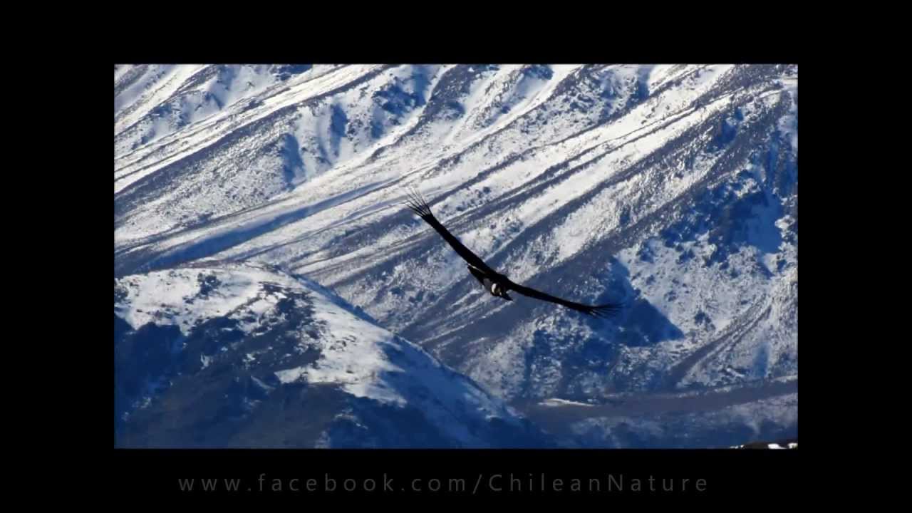 Andean Condor / C&oacute;ndor (Vultur gryphus)