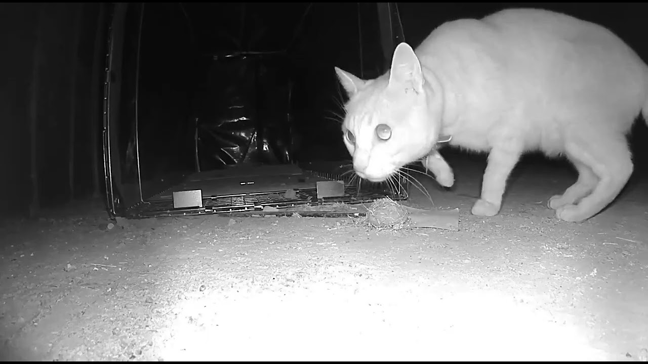 Xander Finally Caught After Five Weeks and Four Different Traps