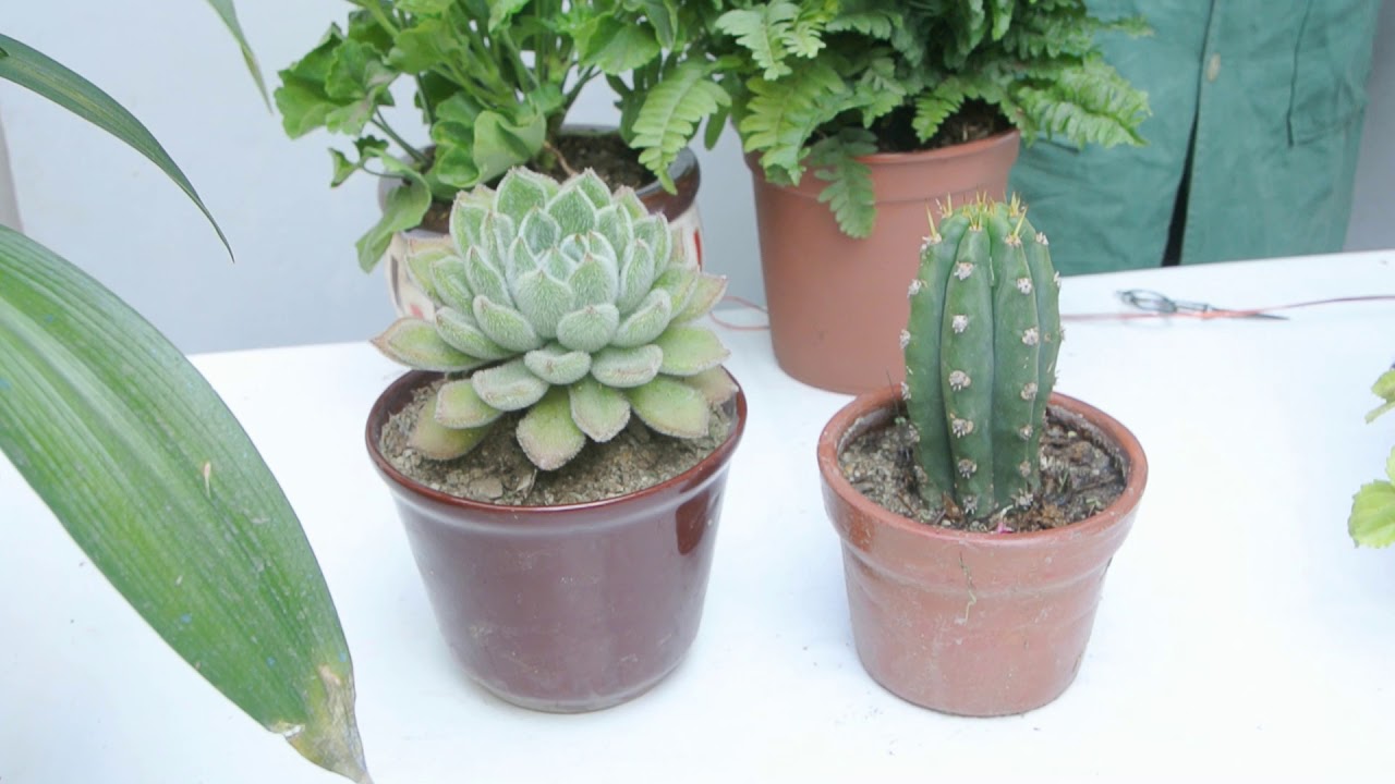 La vida oculta de las plantas