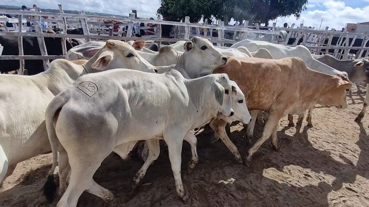Feira de gado em jupi-Pe 23-02-2026 bezerrada extra 
