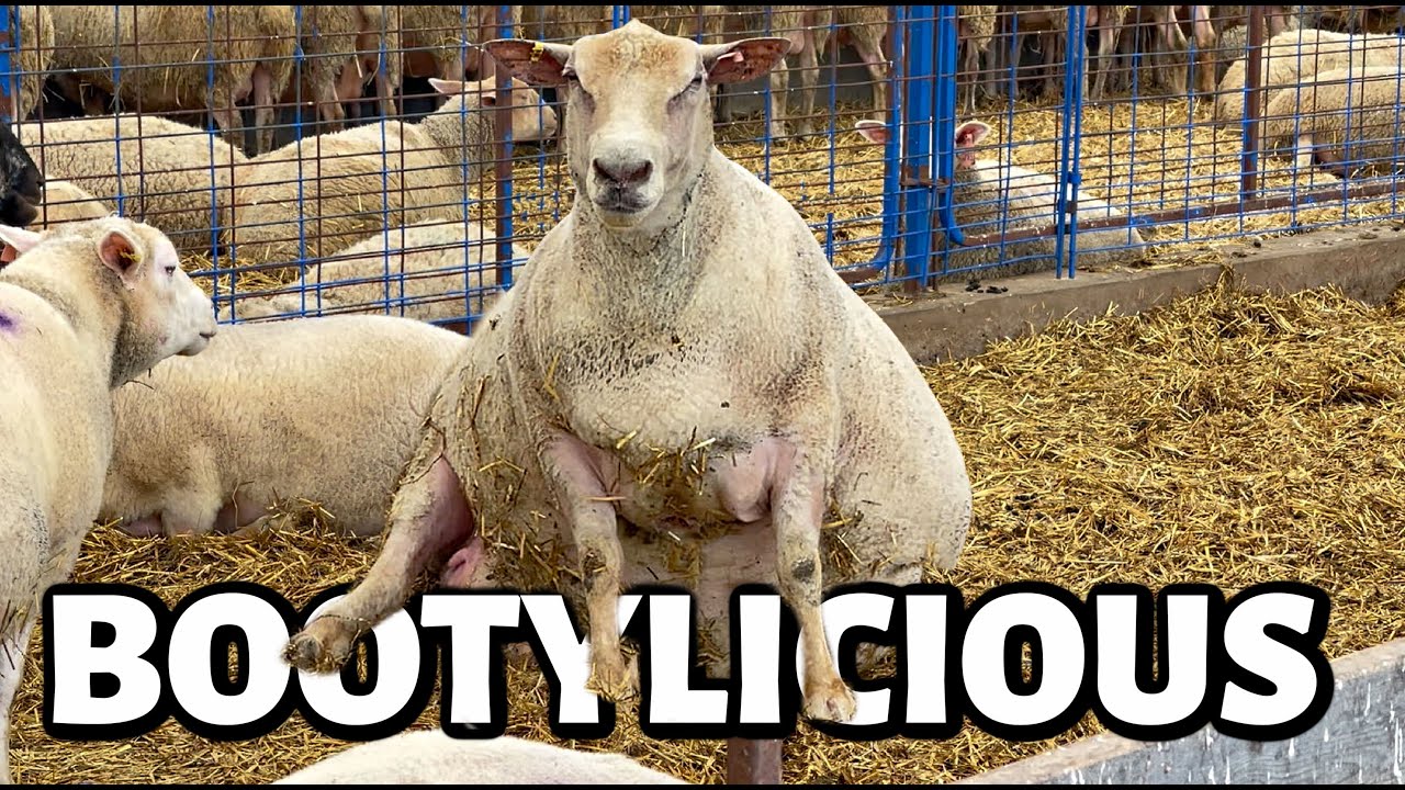 I don't think EWE'RE ready for this jelly🍑😉| THESE MAMA'S BE POPPIN'🤰| FALL LAMBING 2021 | Vlog 487