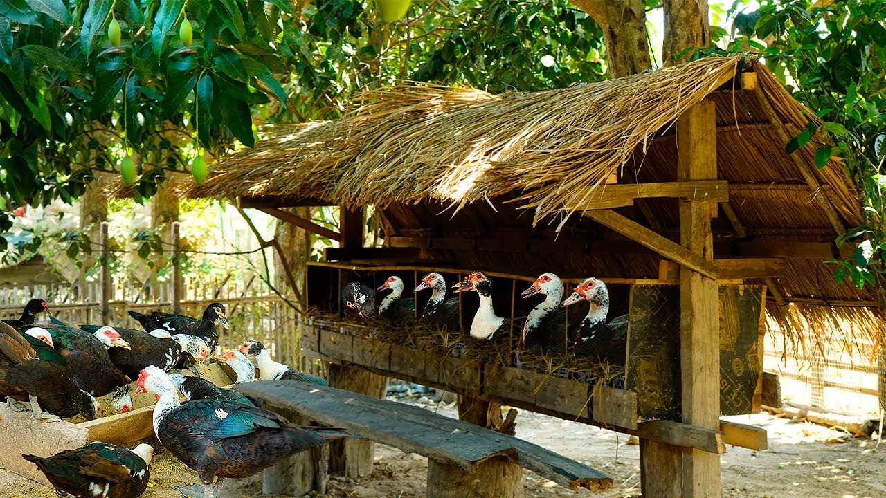 Muscovy Duck Nest Building: Summer Edition - Expert Tips & Tricks