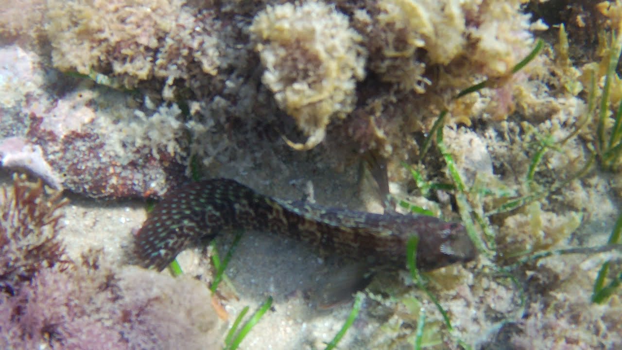Torrevieja - Cabo Cervera - Ringneck blenny