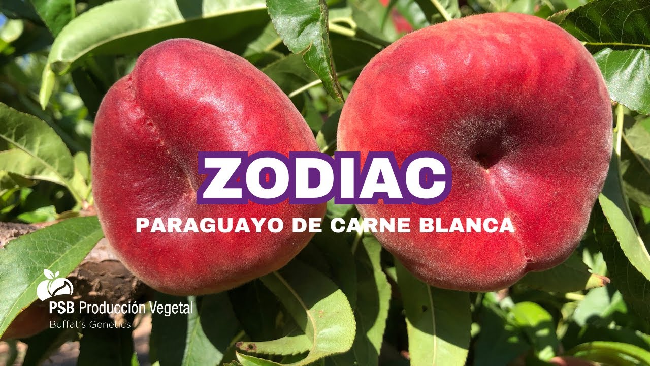 Zodiac, Murcia - Mayo 2025 🇪🇸