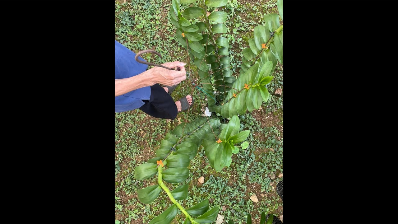 Xả hết các dòng phi điệp 0974827219