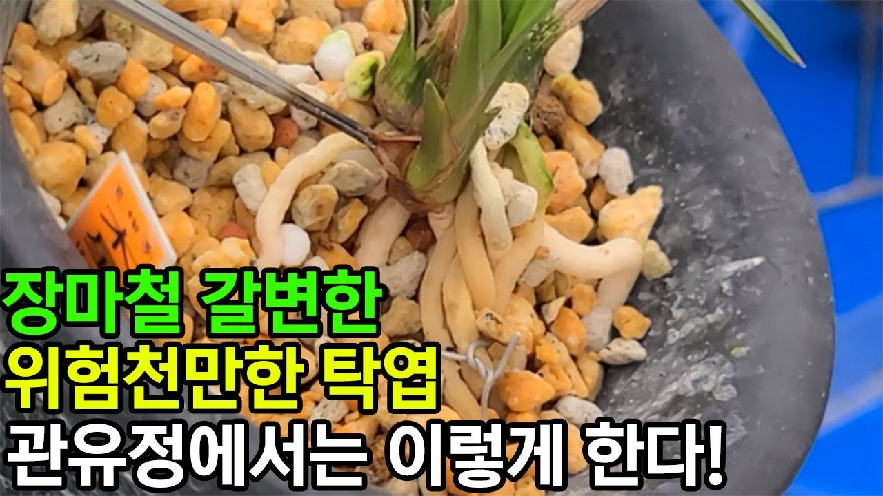 207편 100약이 무효 명장의 비술  [춘란,풍란,약초,명장,다육,난초,주식,재테크 청년 창업,귀농, 실버]
