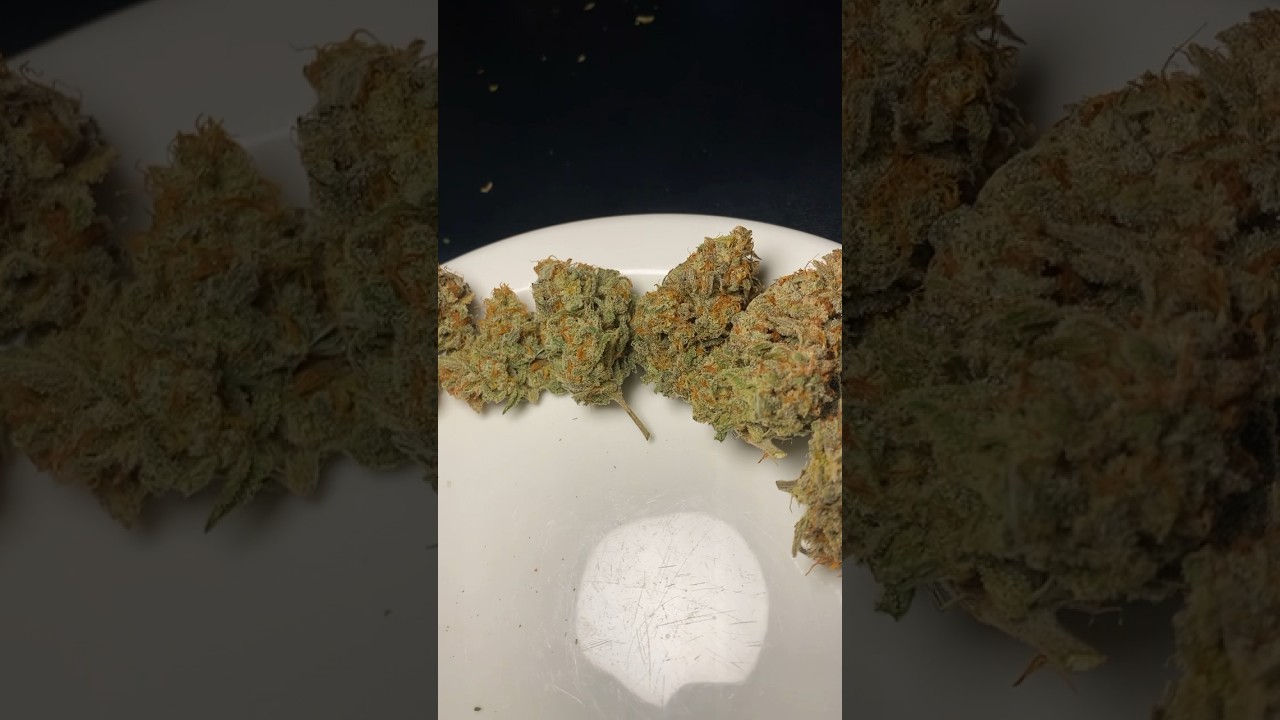 her FIRST GROW!!! princess piff smoke report for valentine&rsquo;s day ❤️😇