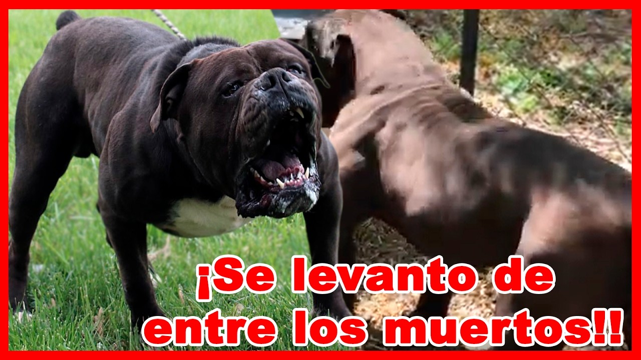 Resucitaron al ANIQUILADOR de TOROS- Antiguo Bulldog ingles