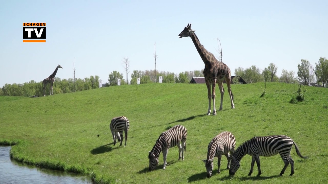 Opening savanne Van Blanckendaell Dierenpark