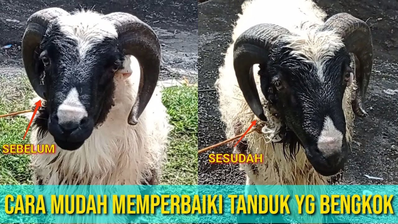 Cara mudah memperbaiki tanduk domba yang bengkok agar simetris