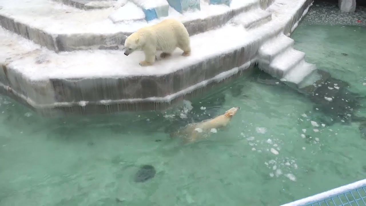 Космические прыжки Белки, Стрелки и Герды. 16.03.2024
