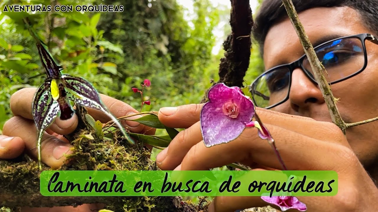 CAMINATA EN BUSCA DE DOCUMENTAR ORQUÍDEAS.