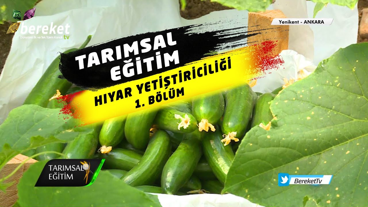 @BereketTV  Tarımsal Eğitim - Hıyar Yetiştiriciliği / 1. Bölüm