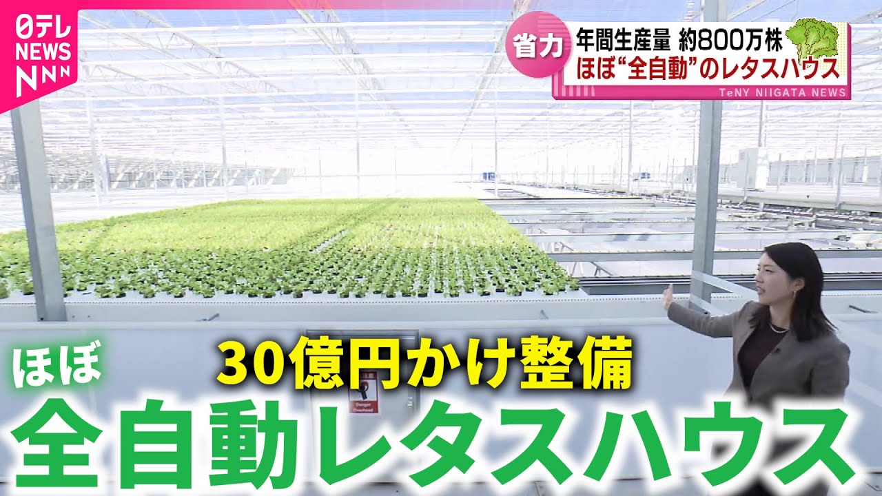 【誕生】一日2万8000株収穫！農家の人手不足解消 ほぼ全自動のレタスハウス公開　新潟　NNNセレクション