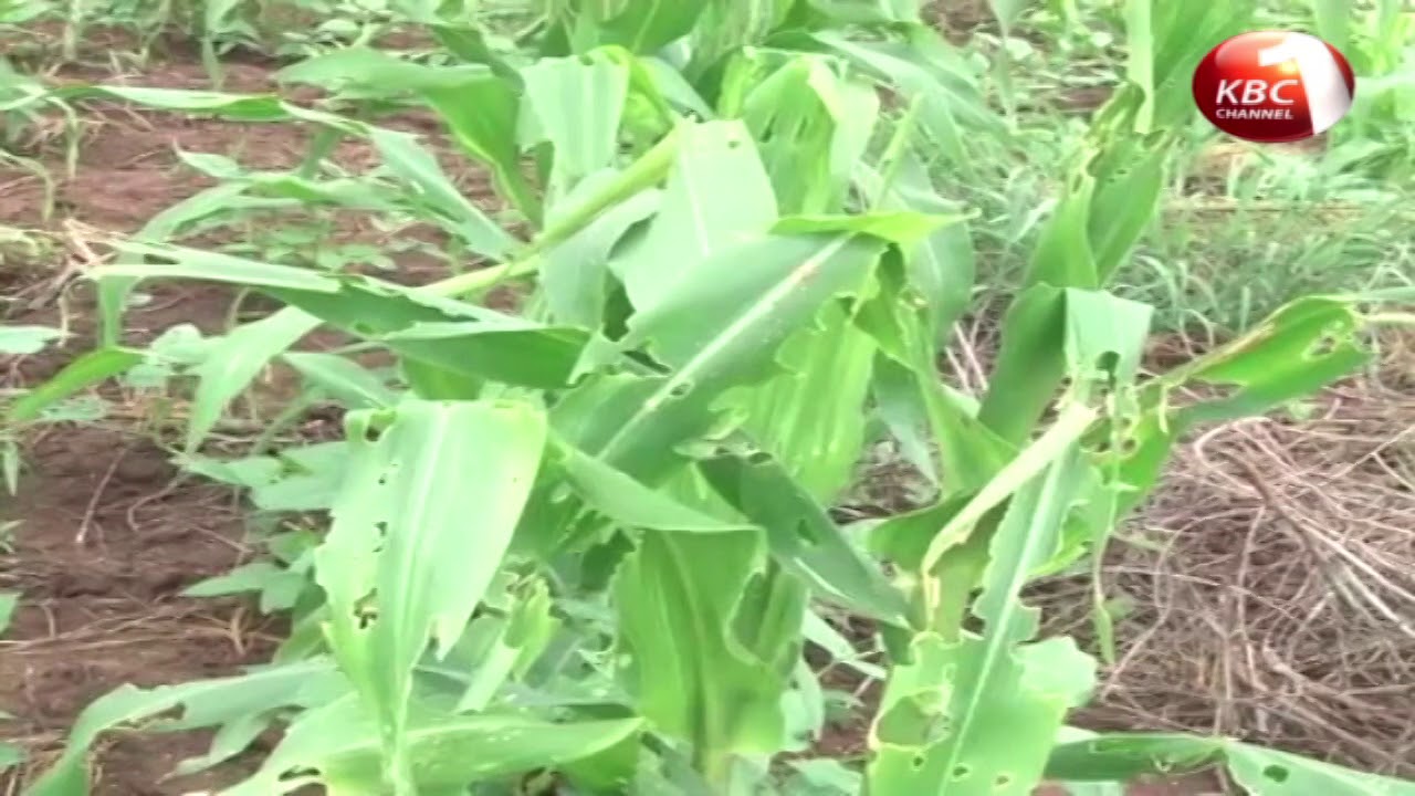 The maize flour subsidy programme is expected to come to an end month