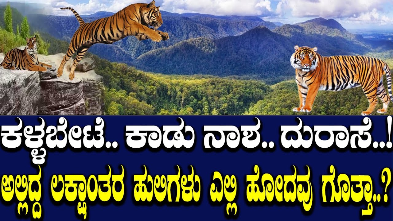 ಕಳ್ಳಬೇಟೆ.. ಕಾಡು ನಾಶ..ದುರಾಸೆ.. ಅಲ್ಲಿದ್ದ ಲಕ್ಷಾಂತರ ಹುಲಿಗಳು ಏನಾದ್ವು ಗೊತ್ತಾ..? Tiger reserves in India