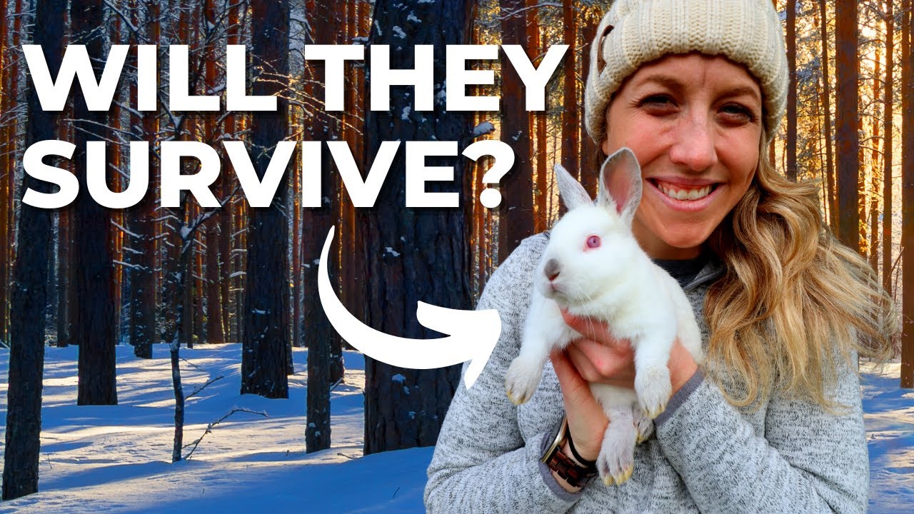 Can You Breed Rabbits in the Winter?