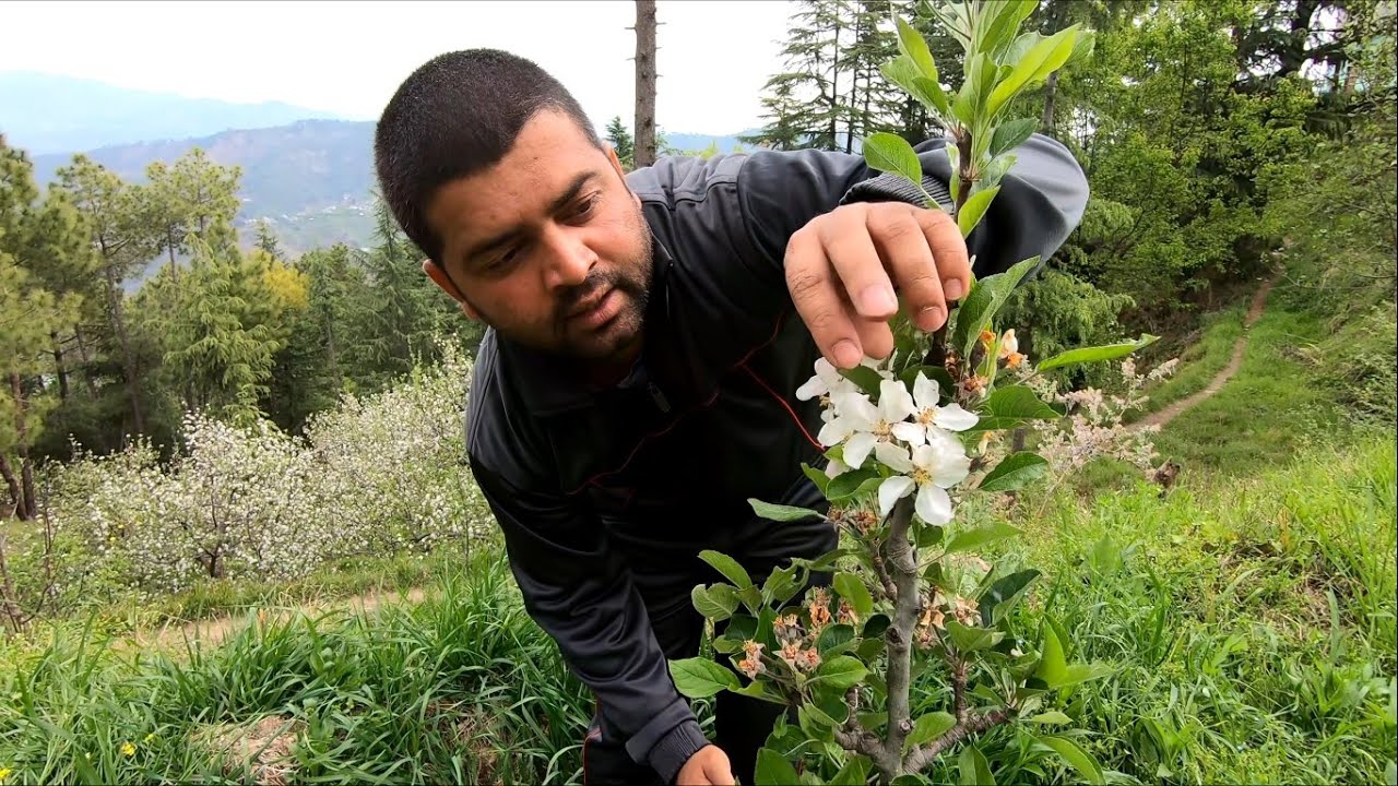 Apple Flowering - HDP Orchard