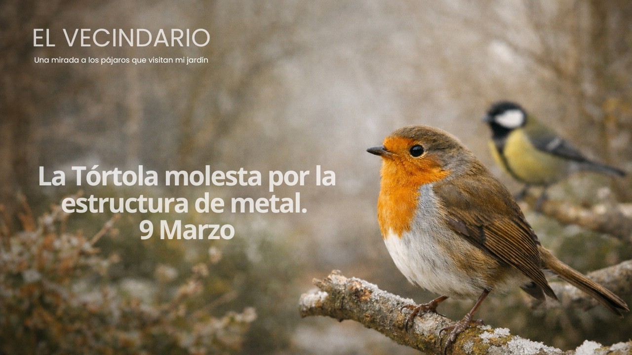 Pájaros libres que vienen a comer en mi jardín de Barcelona, Tórtola acechando la cámara? #birds