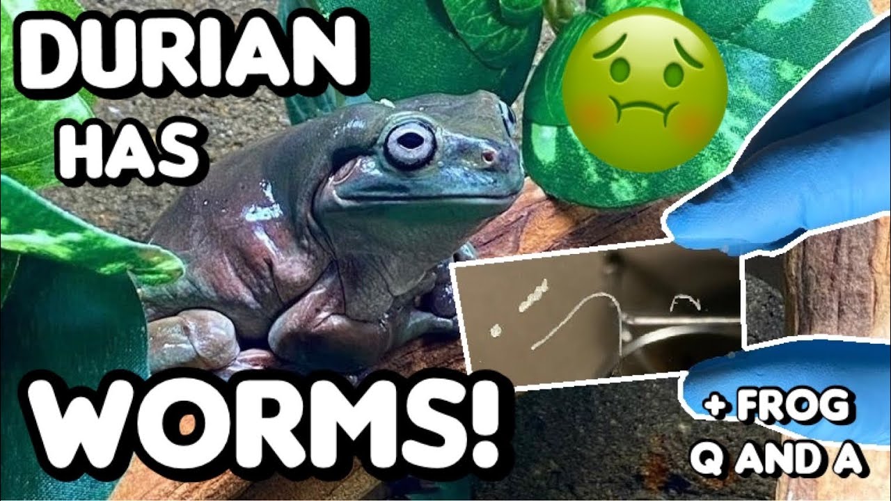 WORMS WERE IN HIS LEGS! | White’s Tree Frog Q&A