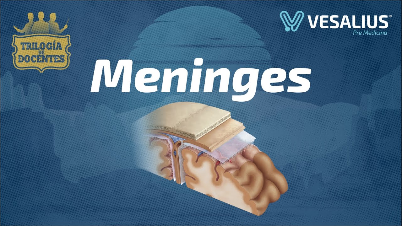 LAS MENINGES