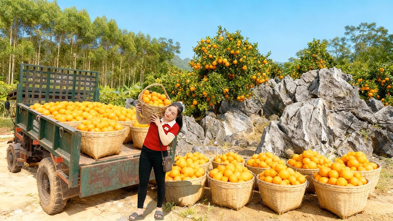 Harvesting 1000 Tangerines And Oranges, Use Truck Transport Goes To Market Sell