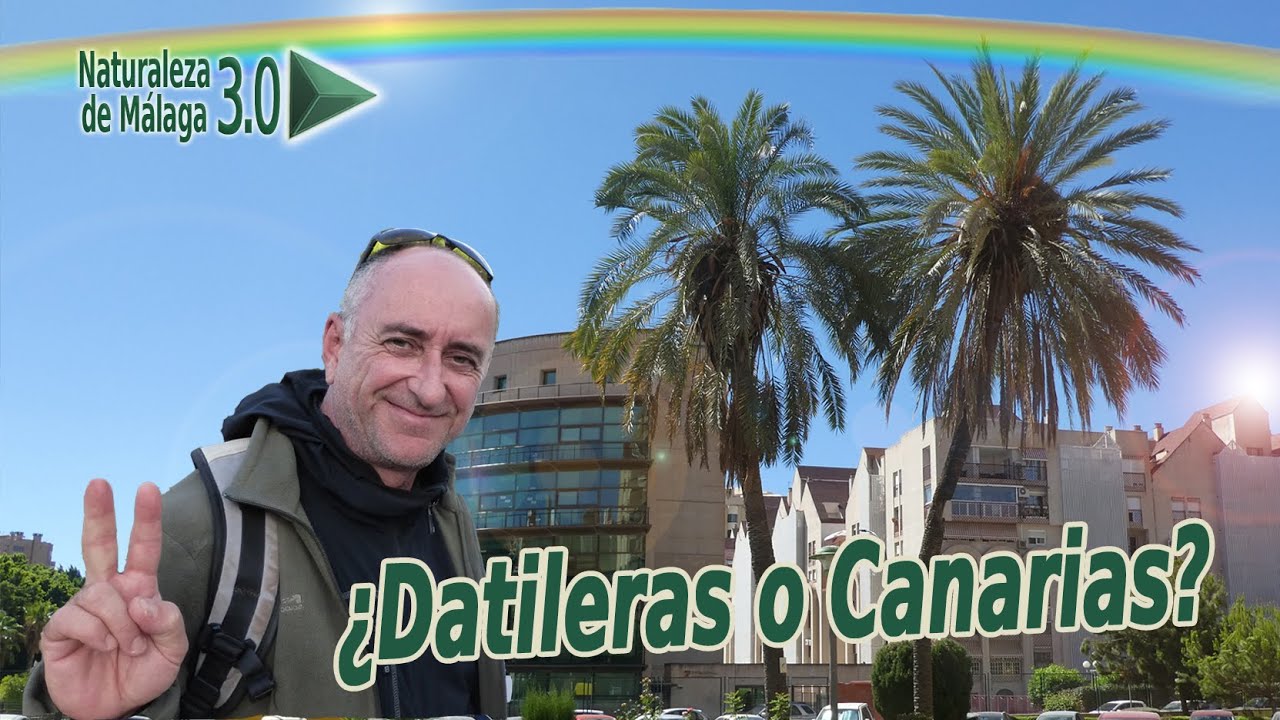 Cómo distinguir la Phoenix dactylifera (Palmera Datilera) y la Phoenix canariensis (Palmera Canaria)