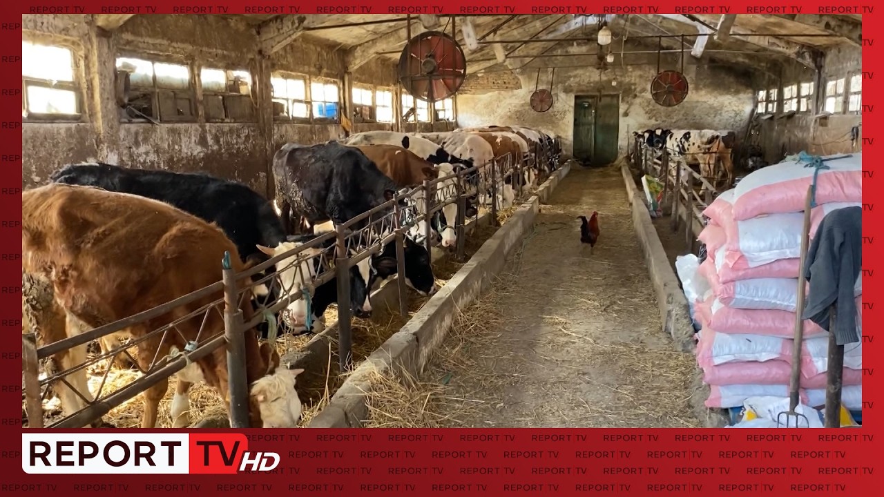 Qumështi me aflatoksinë, fabrikat ndalin grumbullimin në fermat e Fierit! Blegtori shet lopët
