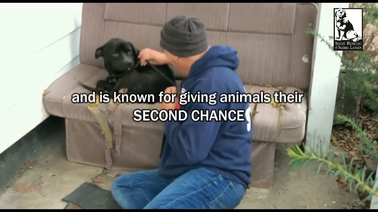 The man who gives animals a second chance, gets his! - Stray Rescue of St.Louis