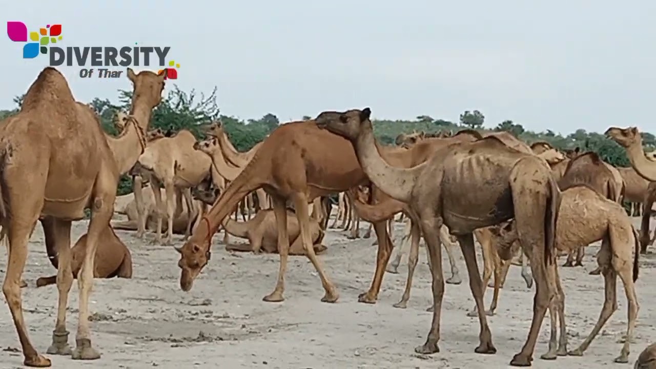 Camels drinking water || Camels feeling better || Camel itching || Diversity of thar