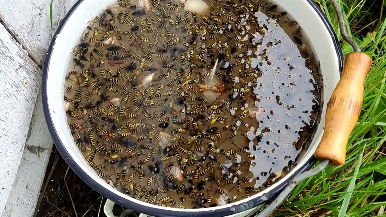 ловушка для ос на пасеке #борьба с осами #trap for wasps in the apiary #fighting wasps #wasps #осы
