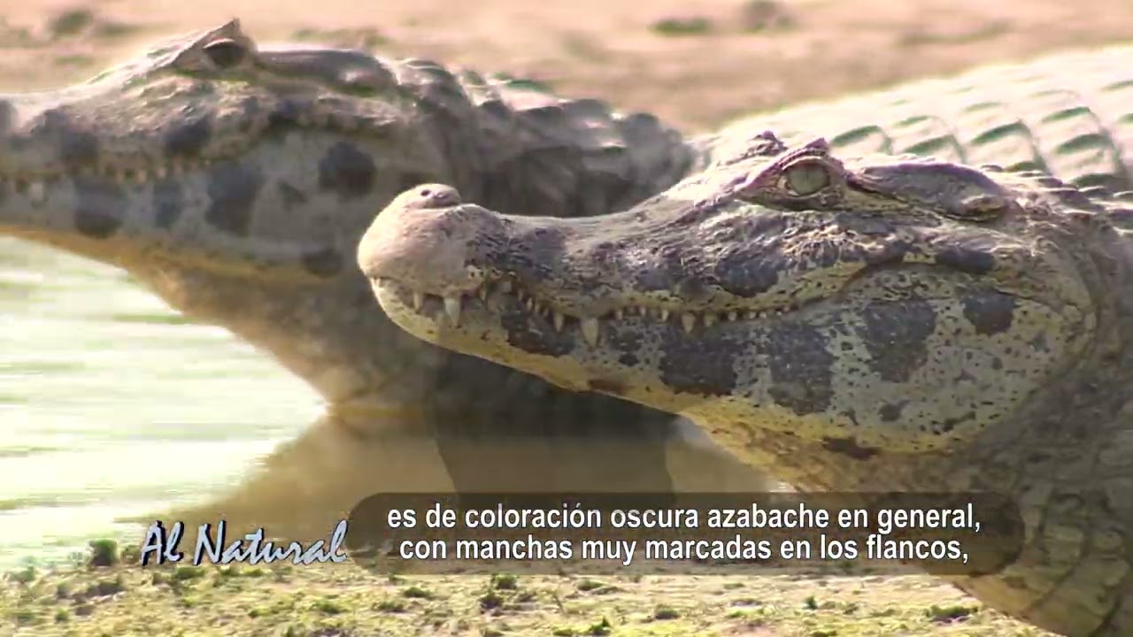 SNT Al Natural: Reptiles más grandes del Paraguay
