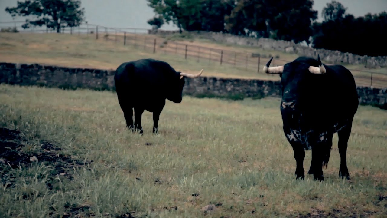 Victoriano del Río, ganaderos de toros de lidia