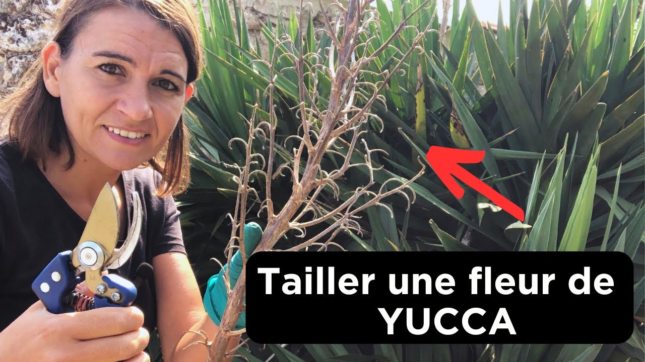 Comment tailler une fleur de Yucca ? Conseils et astuces après floraison