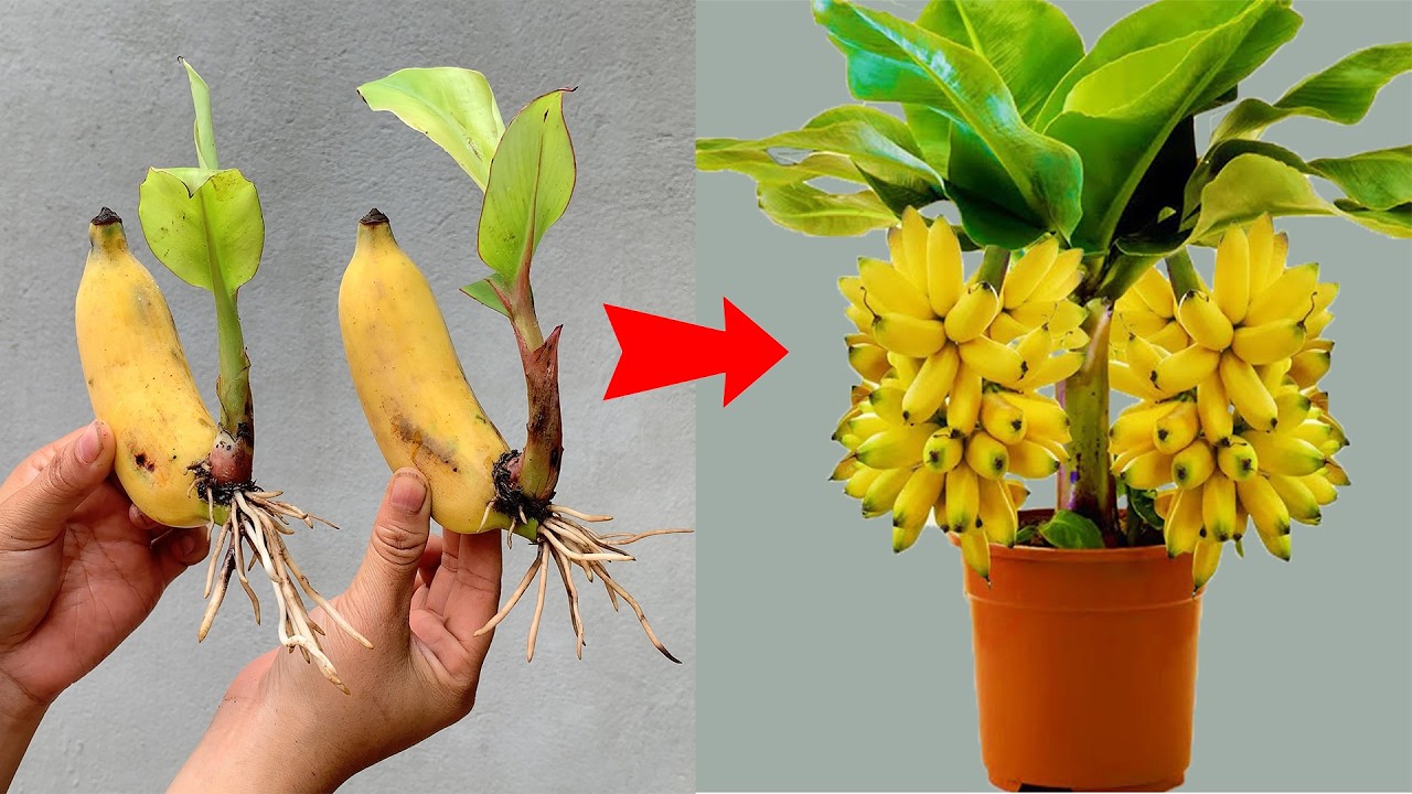 HOW TO PROPAGATE BANANA TREES EXTREMELY EASILY USING THIS METHOD...?