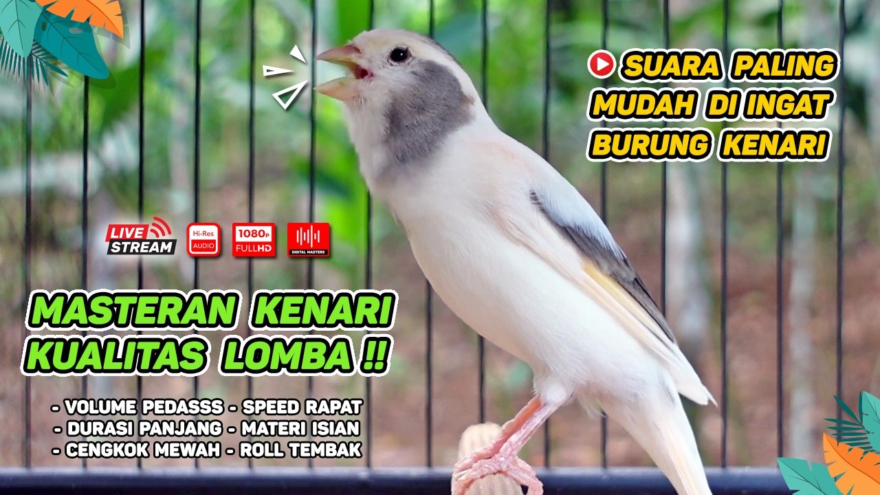 Kenari GACOR NGEREK‼️ Masteran Kenari PAUD dan Pancingan Kenari MACET BUNYI dan Betina NGIWIR - 218