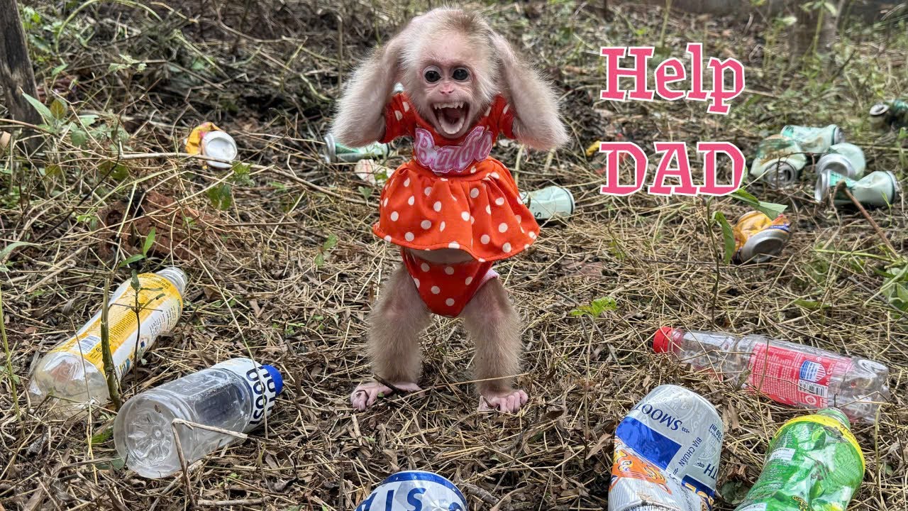 Monkey Kyo surprises dad with an unbelievable action!