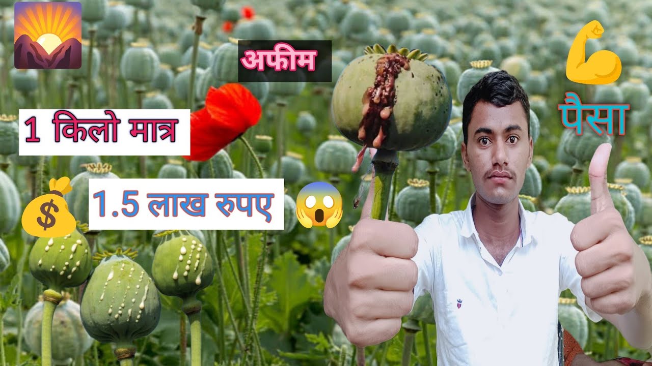 😱अफीम की 1 किलो की मात्र कीमत 1.5 लाख रुपया 💰