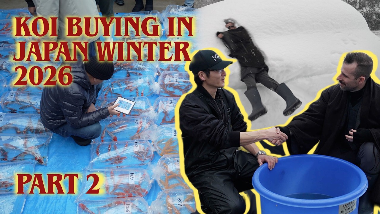 Buying Koi in Japan 🇯🇵 | Winter Koi Farm Trip 2026 (Part 2)