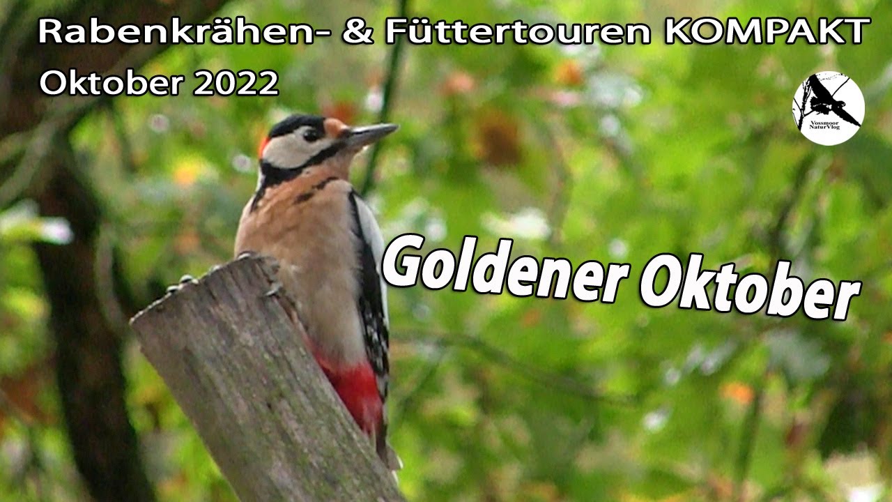 Spätsommerliche Tage in guter Gesellschaft / Rabenkrähen & Füttertouren KOMPAKT Oktober 2022