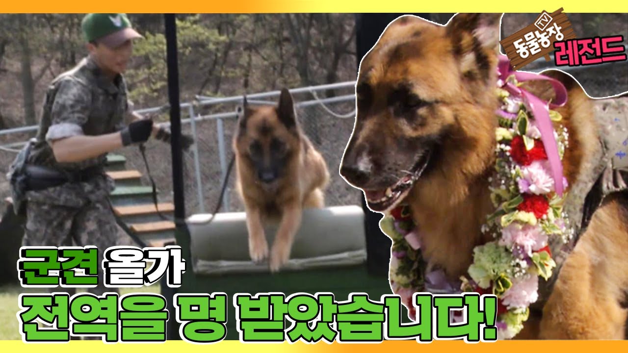 [TV 동물농장 레전드] ’군견 올가, 9년 만에 전역하다!’ 풀버전 다시보기 I TV동물농장 (Animal Farm) | SBS Story