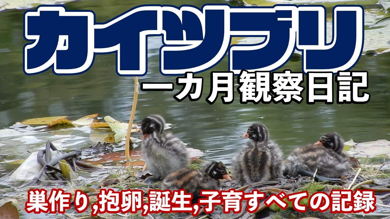 2021 カイツブリ  一カ月観察日記　巣作り、抱卵から誕生子育てまで    Tachybaptus ruficollis　Incubation　One month record