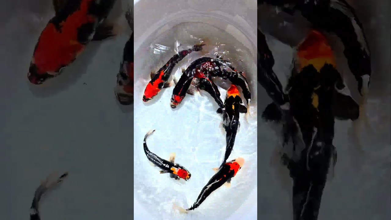 Red and Black Japanese Koi Care – Best Water, Food & Temp for Perfect Color 