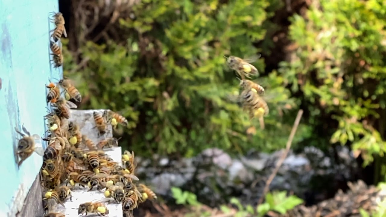 Why do Honey Bees collect pollen? TRaveling with T_Ruck (Pollen Galore- see description)